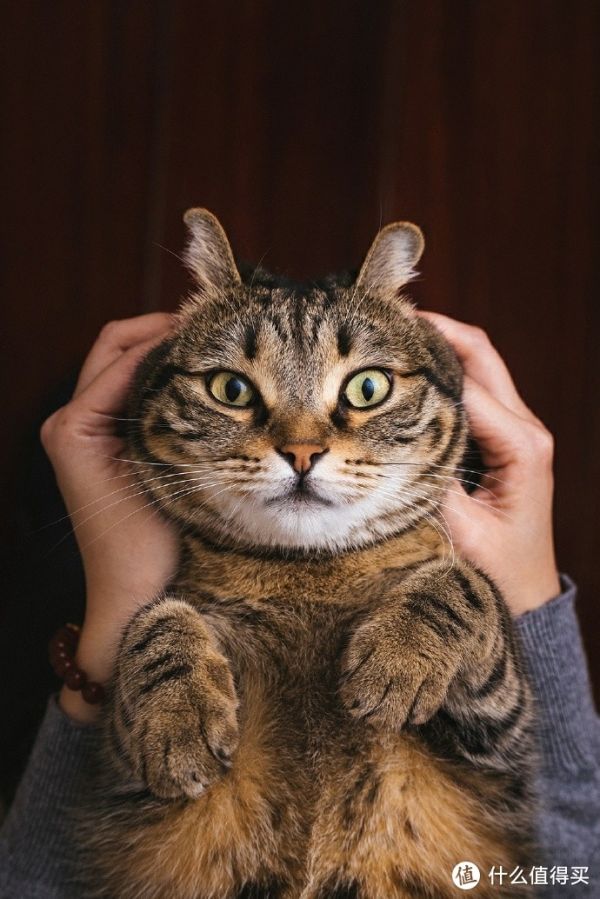 养猫新手必看!这5点让你成为猫咪达人