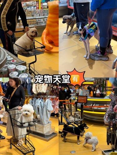 猫猫狗狗集合地