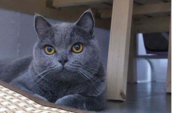 暹罗和蓝猫配出来是什么样？此处有解答