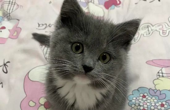蓝猫和布偶的串串
