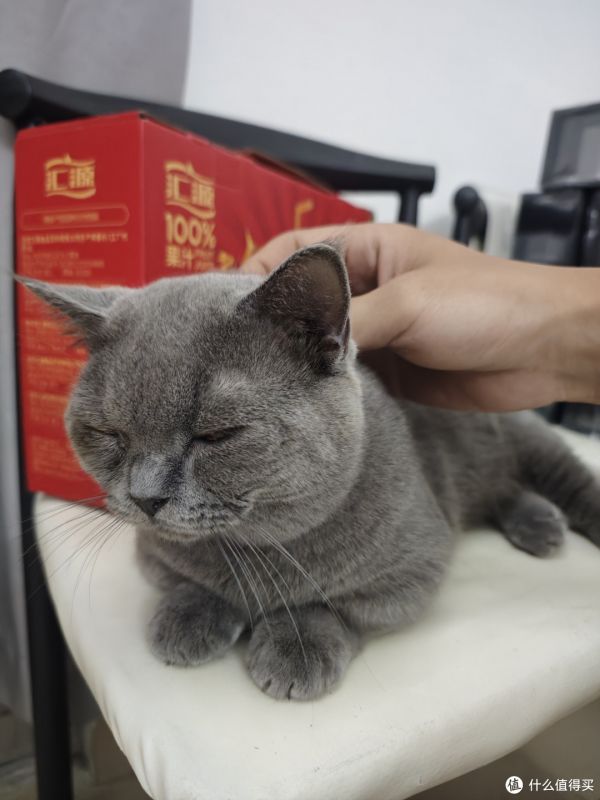 哇！这只蓝猫太可爱了！
