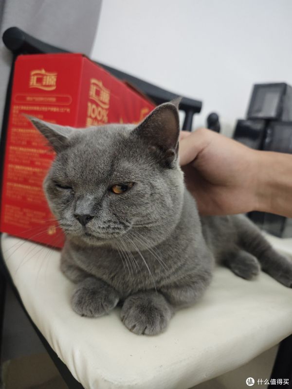 哇！这只蓝猫太可爱了！