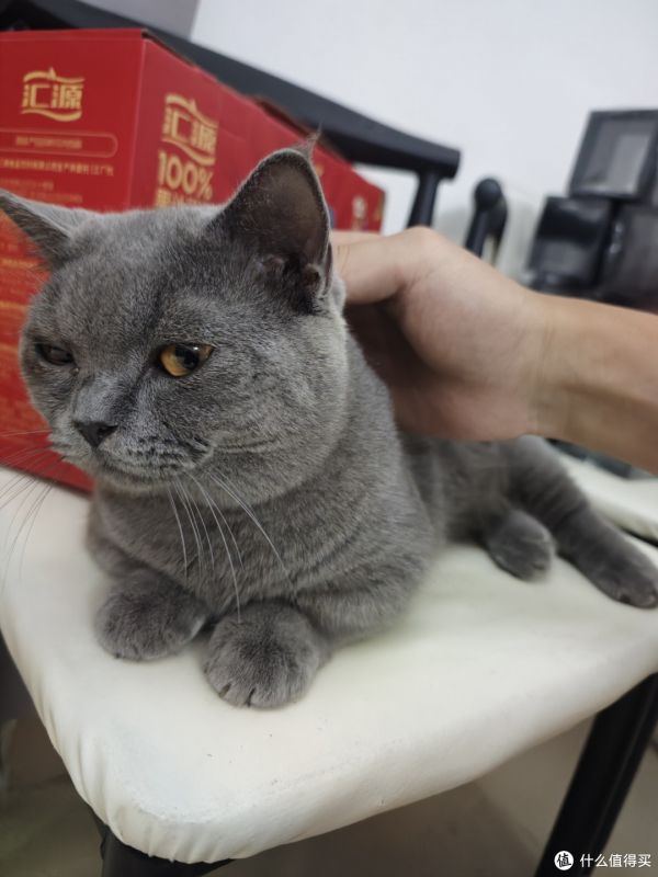 哇！这只蓝猫太可爱了！