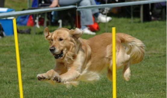 EffectiveDogTrainingCommandsforPetOwners（TeachingYourFurryFriendNewTricksUsingSimpleVoiceCommands）