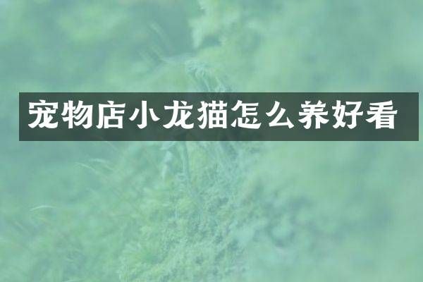 宠物店小龙猫怎么养好看