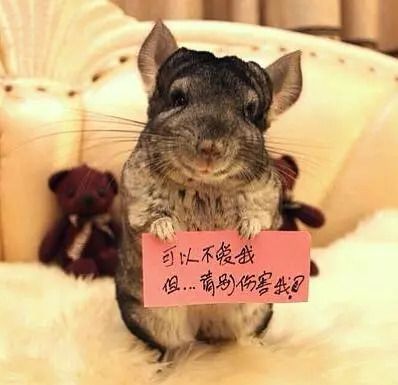 龙猫、蜜袋鼯、魔王松鼠怎么选择_极爱宠物网(图2)
