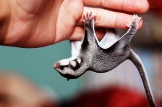 龙猫、蜜袋鼯、魔王松鼠怎么选择_极爱宠物网(图1)