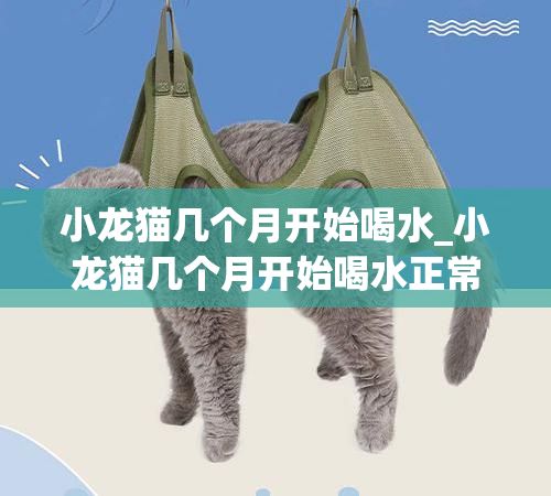 小龙猫几个月开始喝水_小龙猫几个月开始喝水正常