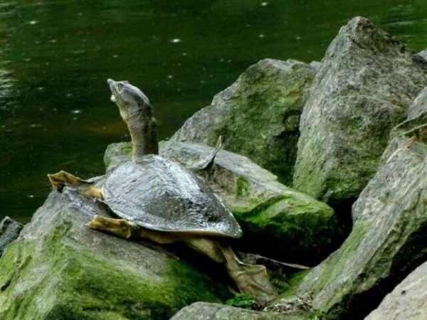 家庭水族箱养小鳖（甲鱼）入门指南