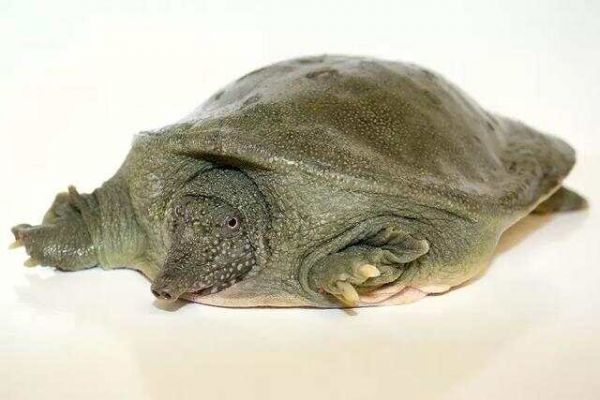 家庭水族箱养小鳖（甲鱼）入门指南