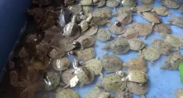 家庭水族箱养小鳖（甲鱼）入门指南