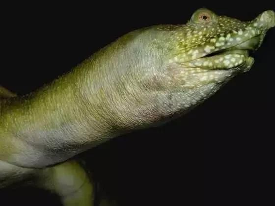家庭水族箱养小鳖（甲鱼）入门指南