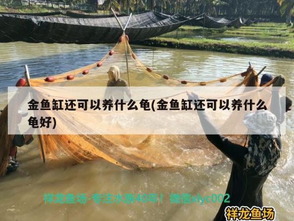 金鱼缸还可以养什么龟(金鱼缸还可以养什么龟好) 乌龟