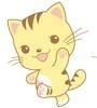 星猫宝宝
