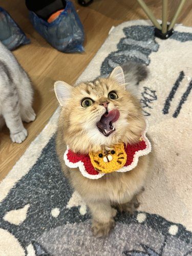 天呐！赣州这家猫咖的猫猫也太好撸了吧！