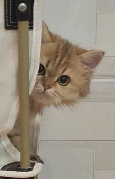 太好玩了！猫咪乐园！