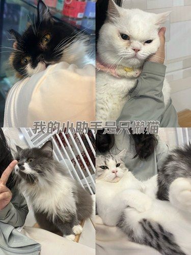 体验感满分的猫咖