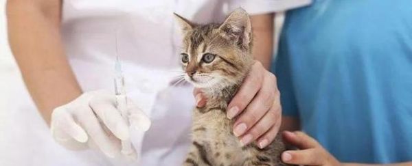 怎样减轻猫咪过敏对眼睛的影响（宠物过敏）
