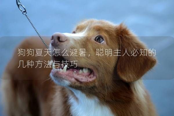 狗狗夏天怎么避暑，聪明主人必知的几种方法与技巧