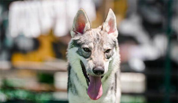 600元的捷克狼犬好不好