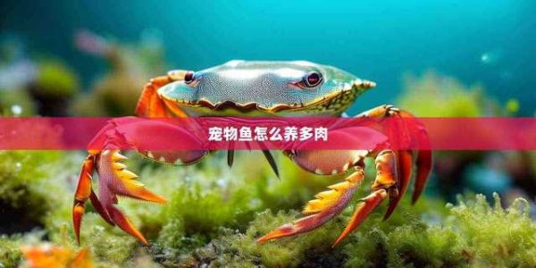 宠物鱼怎么养多肉