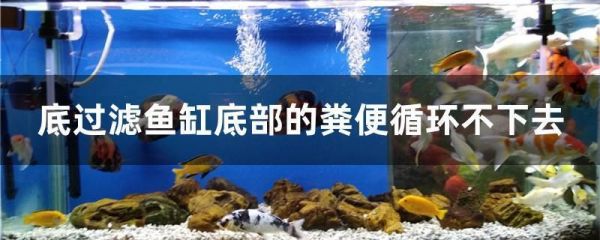 底滤鱼缸排污口大便堵塞需要及时清理以保证水质和鱼的健康：如何清理鱼缸底部的粪便 鱼缸百科 第2张