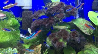 如何高效处理鱼缸中的藻类?宠物必备秘籍!