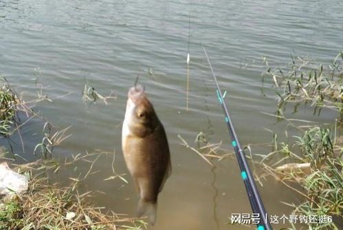 如何正确给宠物鱼换水?掌握这一技巧,让您的鱼儿更健康!