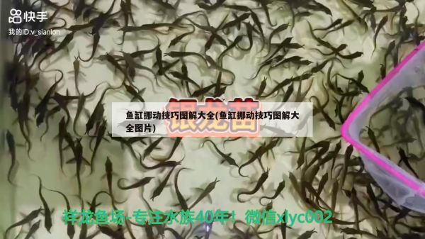 鱼缸挪动技巧图解大全(鱼缸挪动技巧图解大全图片) 朱巴利鱼苗