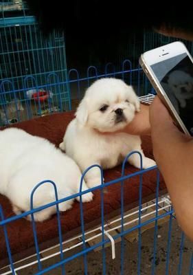 探秘纯种京巴犬的颜色之谜（以宠物为主）