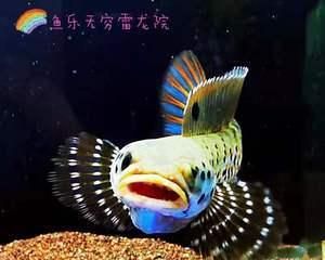 如何正确饲养蓝宝石鱼（宠物鱼的必备知识——从饲养环境到饲料选择）