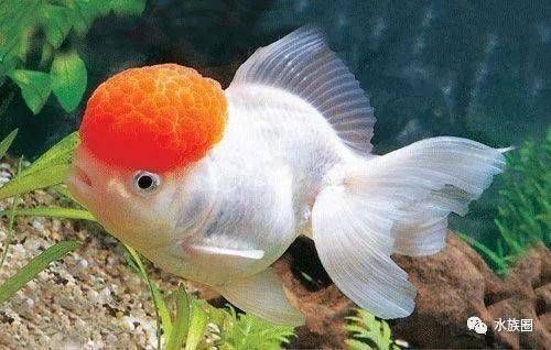 金鱼饲养指南：揭秘色彩饲料的奥秘，打造多彩水族世界！
