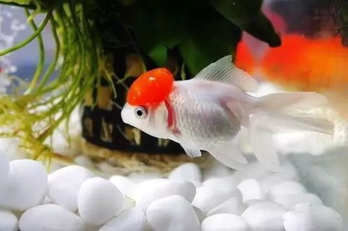 金鱼饲养指南：揭秘色彩饲料的奥秘，打造多彩水族世界！