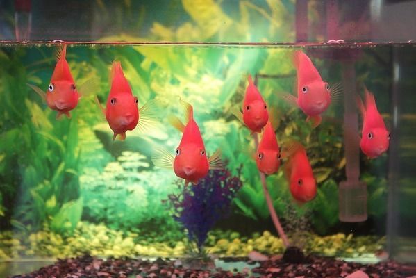 水族馆推荐的魟鱼饲料品牌（水族馆推荐的魟鱼饲料品牌：宠翰魟鱼饲料品牌） 广州水族批发市场资讯 第2张