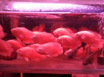 观赏鱼寄养多少钱（观赏鱼寄养费用怎么算？） 九鼎鱼缸 第4张