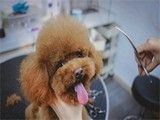 铜川其他宠物服务公司铜川宠物手工特色服务