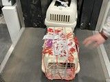 宜君信鸽托运 宠物速递托运-可办理全国托运
