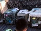 铜川宜君专业正规宠物托运公司