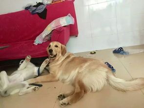 狗狗运回台湾多少钱（台湾宠物进口政策和手续详解）