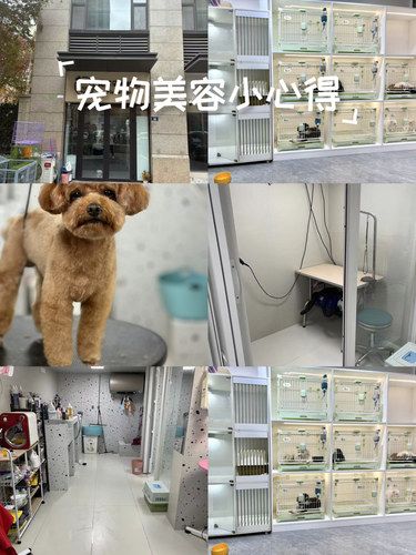 狗狗洗香香啦