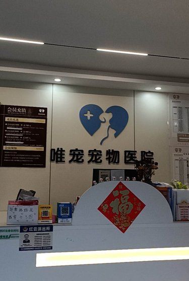 带着毛孩子体检的一天