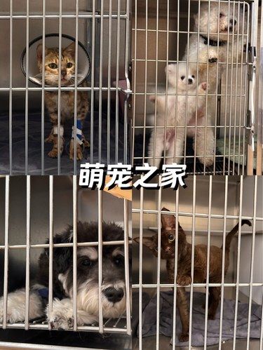 被毛孩子们萌化了～