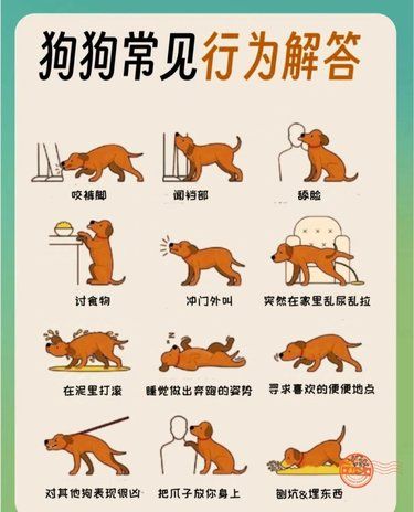 你懂吗｜狗狗的这些行为原谅我 不懂‍