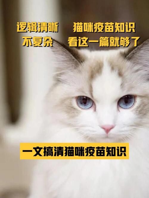 宠物猫医院打疫苗多少钱一针（猫咪宠物店打疫苗多少钱一针）