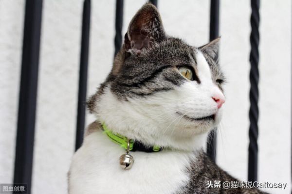 与猫的离别，每一位铲屎官都无法绕过，起码你需要了解离别周期 