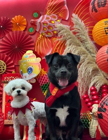 生图直出[笑脸][笑脸]我的崽