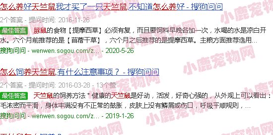 怎么养天竺鼠