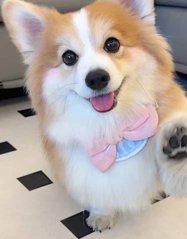 宠物狗狗的日常萌