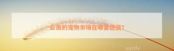 云南的宠物市场在哪里进货？