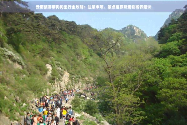 云南旅游带狗狗出行全攻略：注意事项、景点推荐及宠物寄养建议